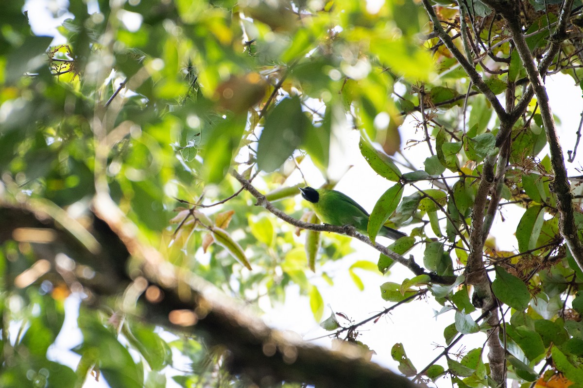 Dickschnabel-Blattvogel - ML646734422