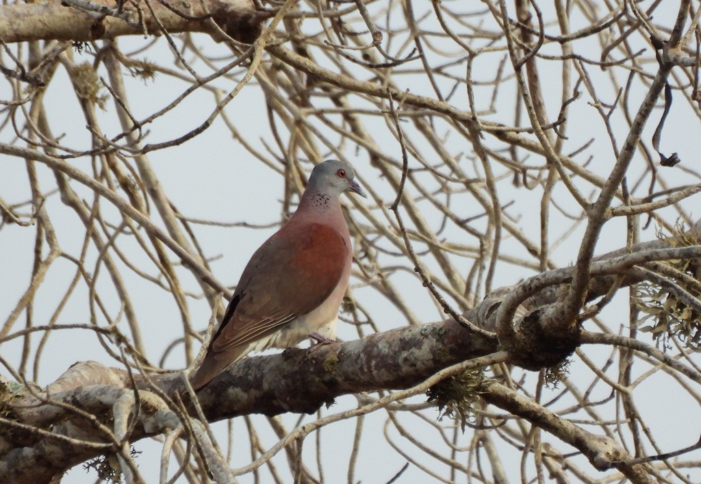 Malagasy Turtle-Dove - ML646734425