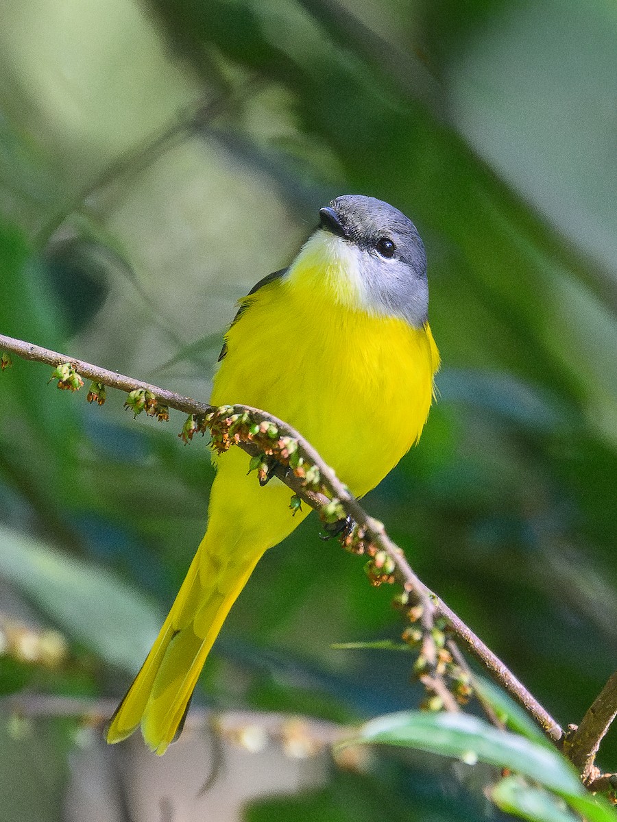 Gray-chinned Minivet - ML646734426