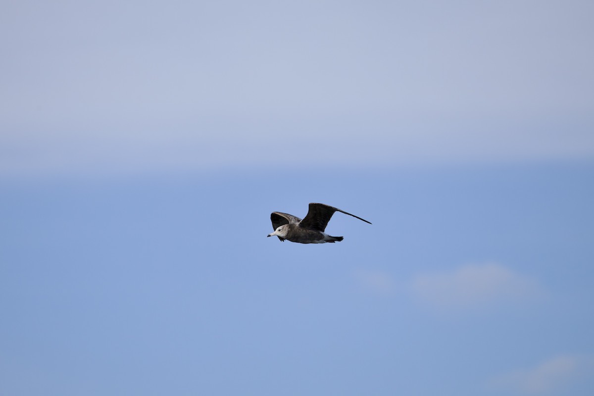 japanmåke - ML646734430