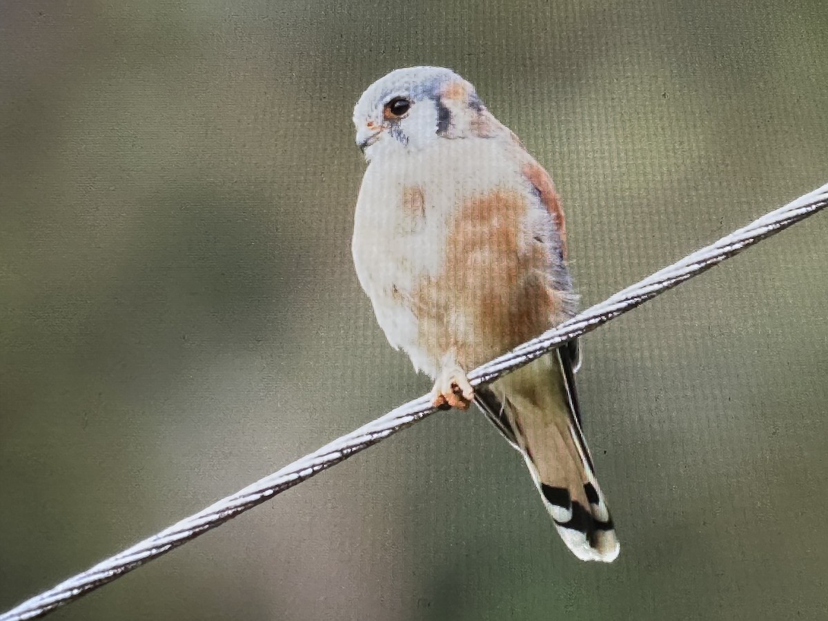 Crécerelle d'Amérique - ML646734431