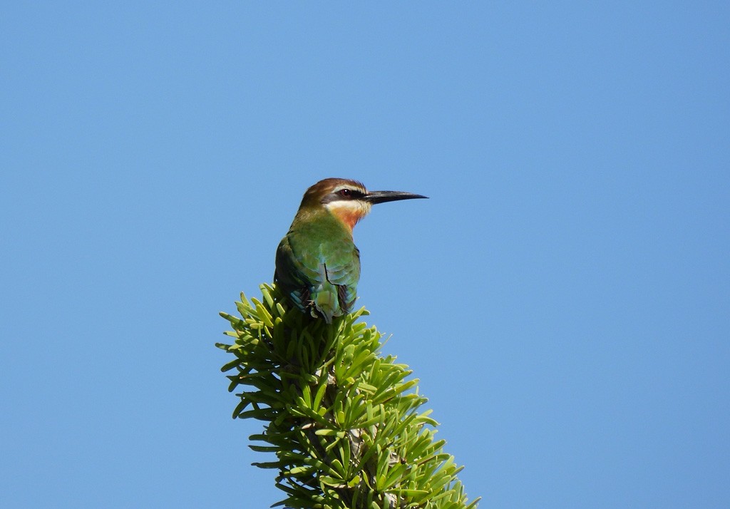 olivenbieter - ML646734441