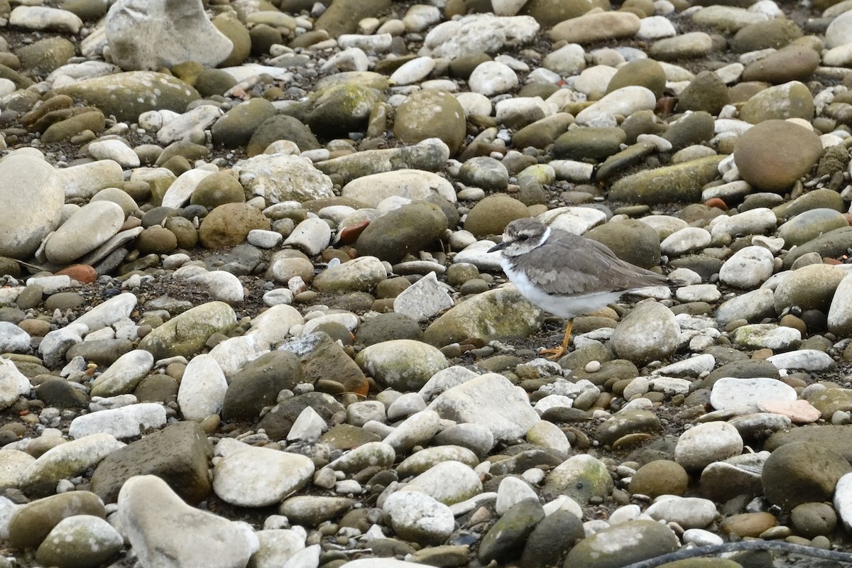 Long-billed Plover - ML646734447
