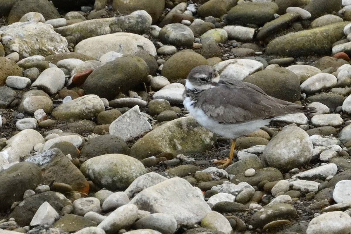 Long-billed Plover - ML646734448