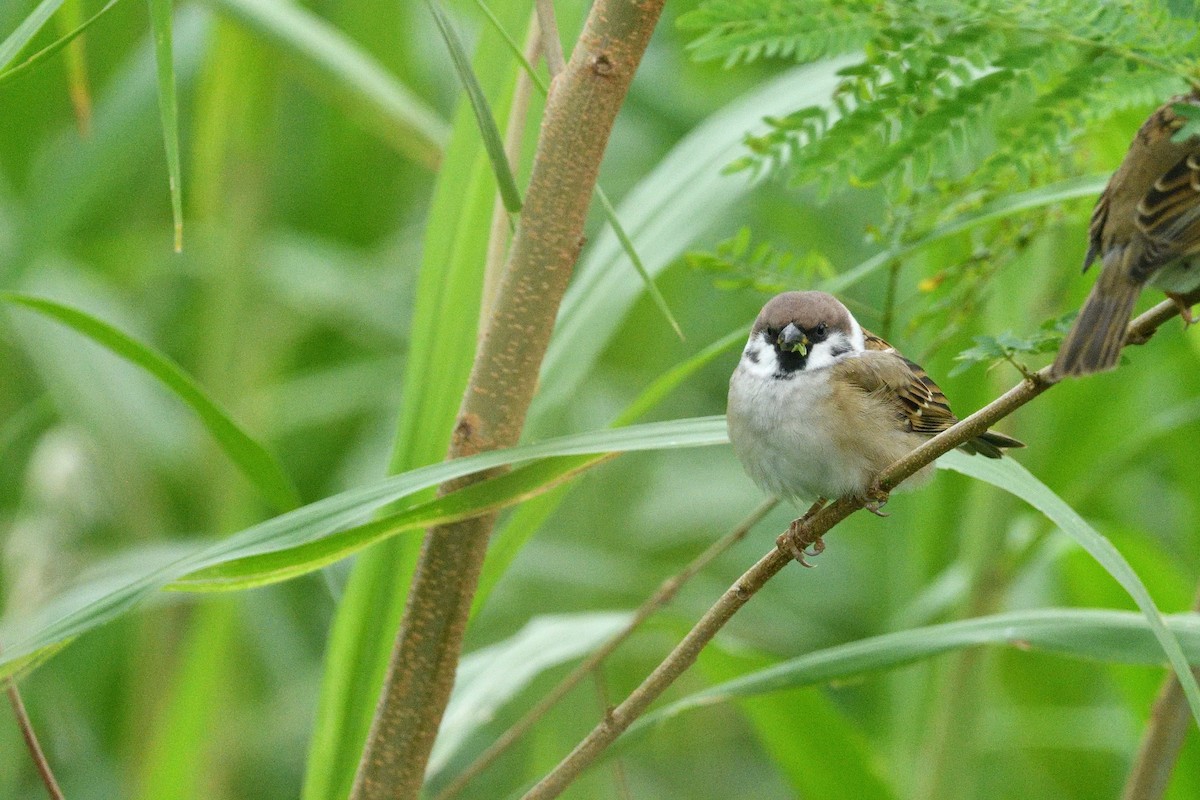 Ağaç Serçesi - ML646734450