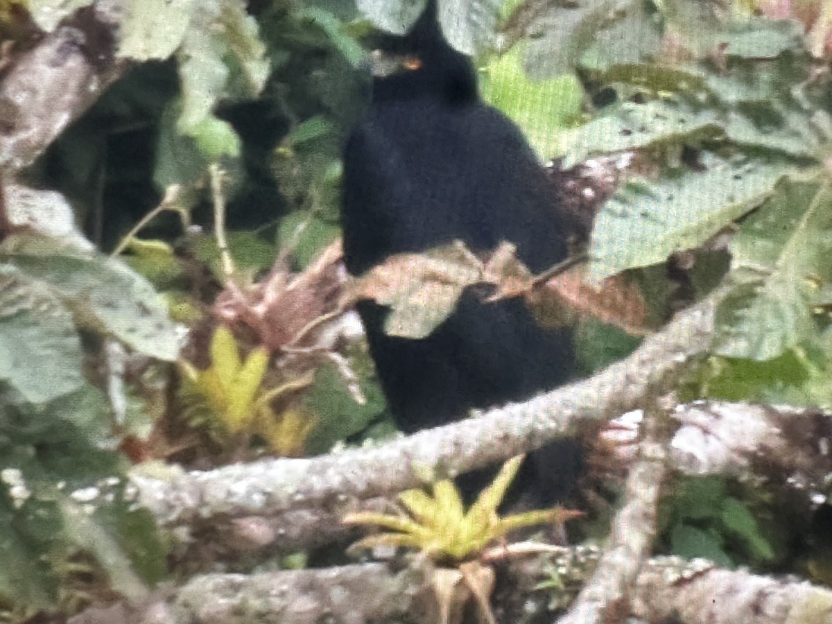 Aigle d'Isidore - ML646734454