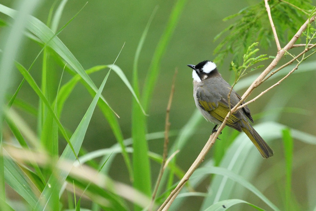 Çin Arapbülbülü - ML646734455