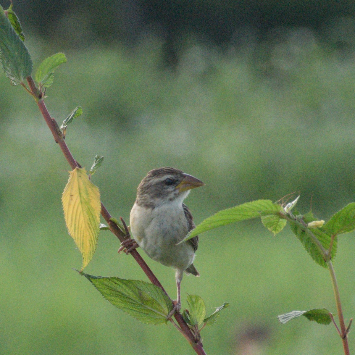 Baya Weaver - ML646734458