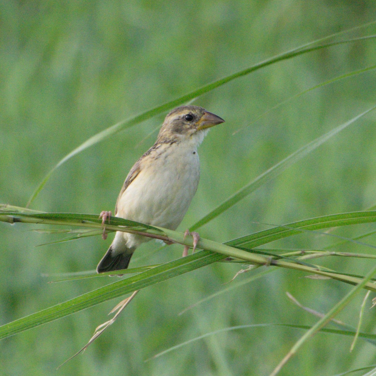 Baya Weaver - ML646734459
