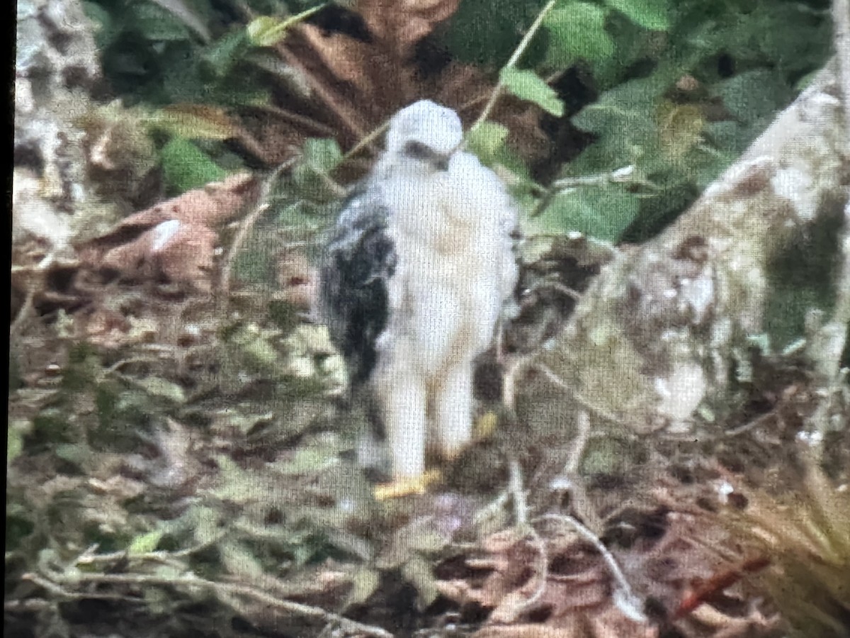 Aigle d'Isidore - ML646734460