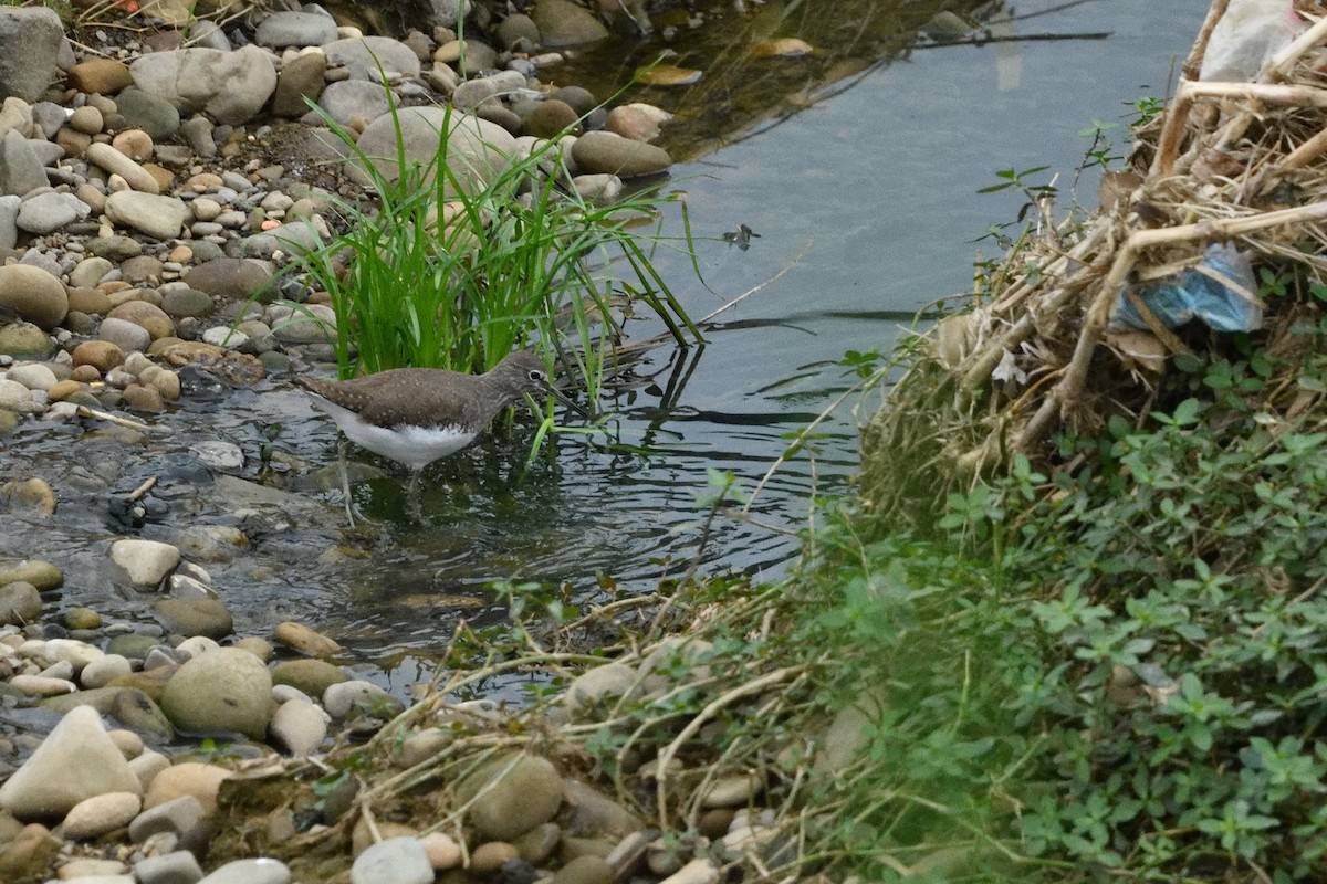 Yeşil Düdükçün - ML646734461