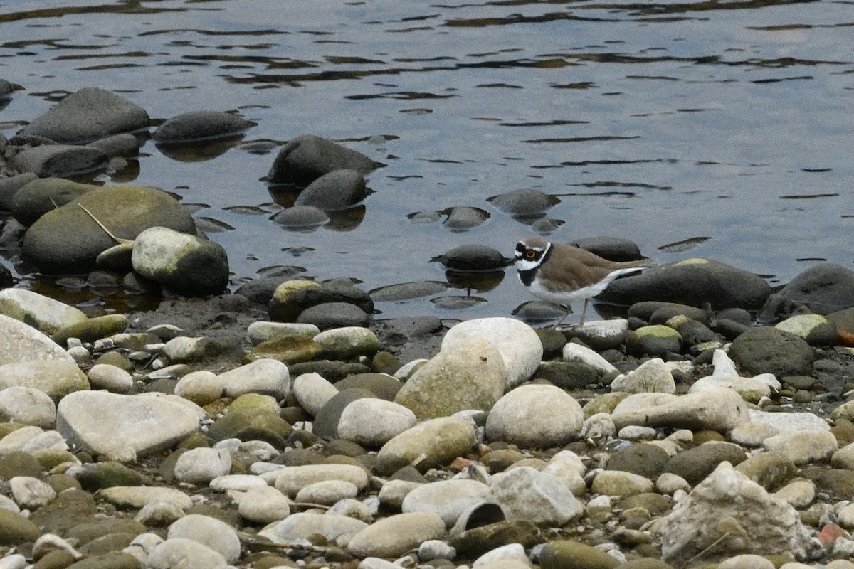 Halkalı Küçük Cılıbıt - ML646734462