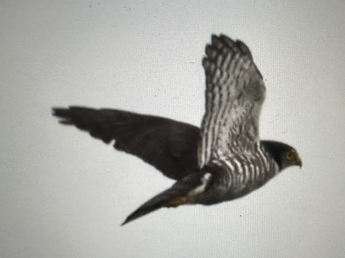 Épervier à collier interrompu - ML646734463