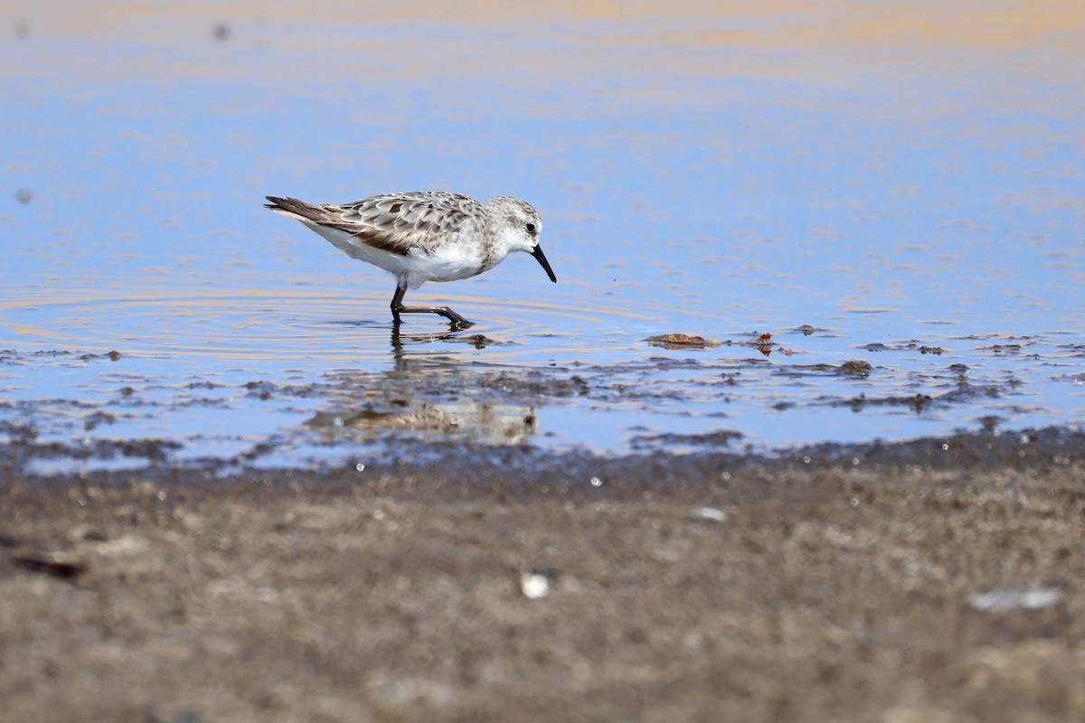 Little Stint - ML646734465
