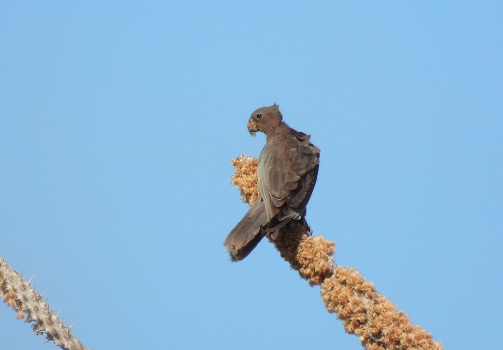 コクロインコ - ML646734467