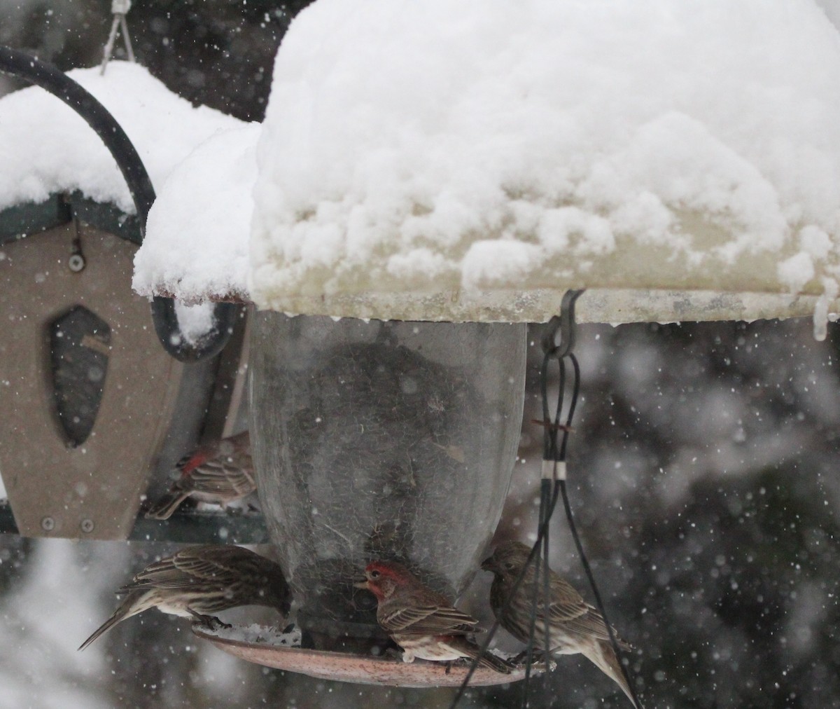 House Finch - ML646734468