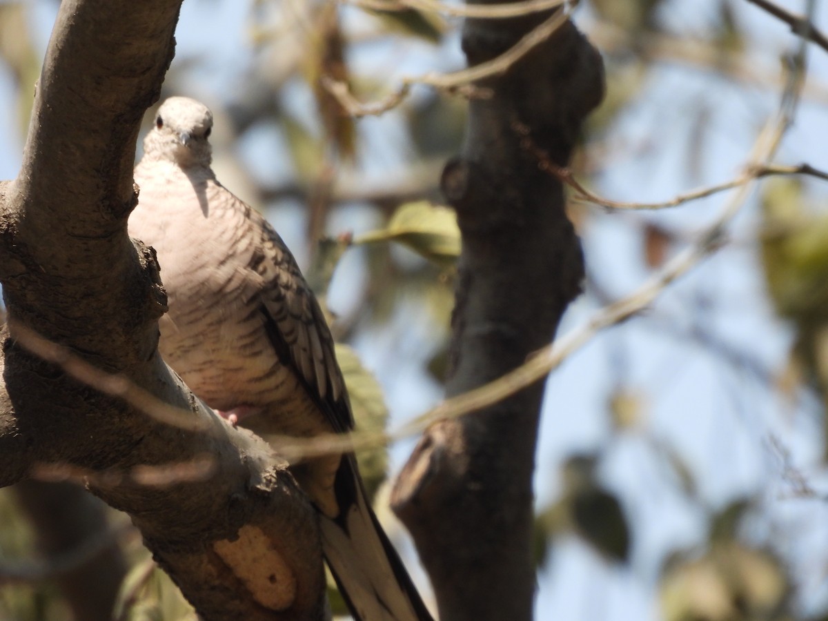Inca Dove - ML646734470