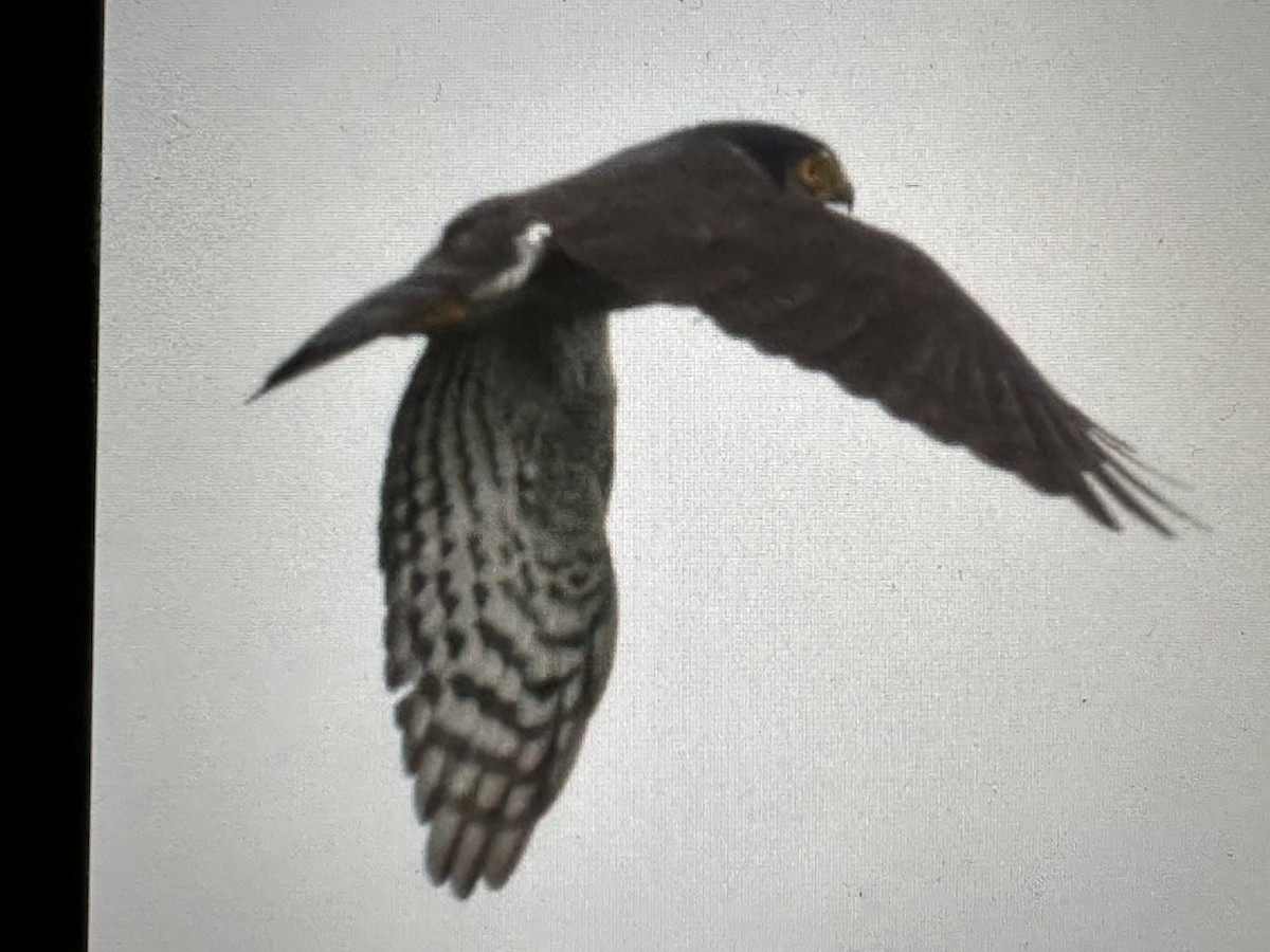 Épervier à collier interrompu - ML646734471