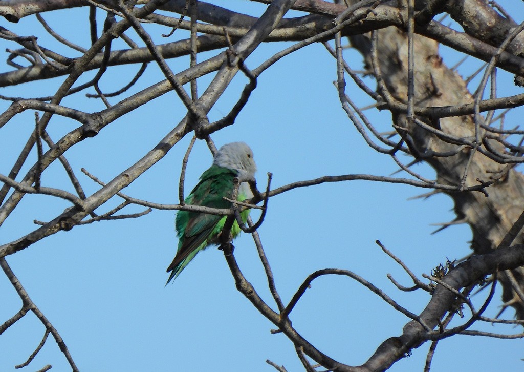 カルカヤインコ - ML646734472