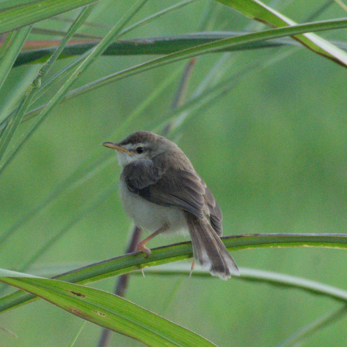 Plain Prinia - ML646734481