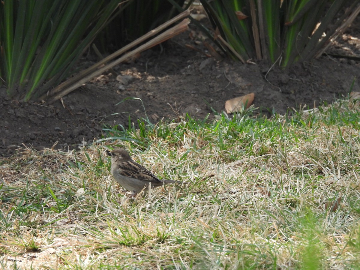 House Sparrow - ML646734482