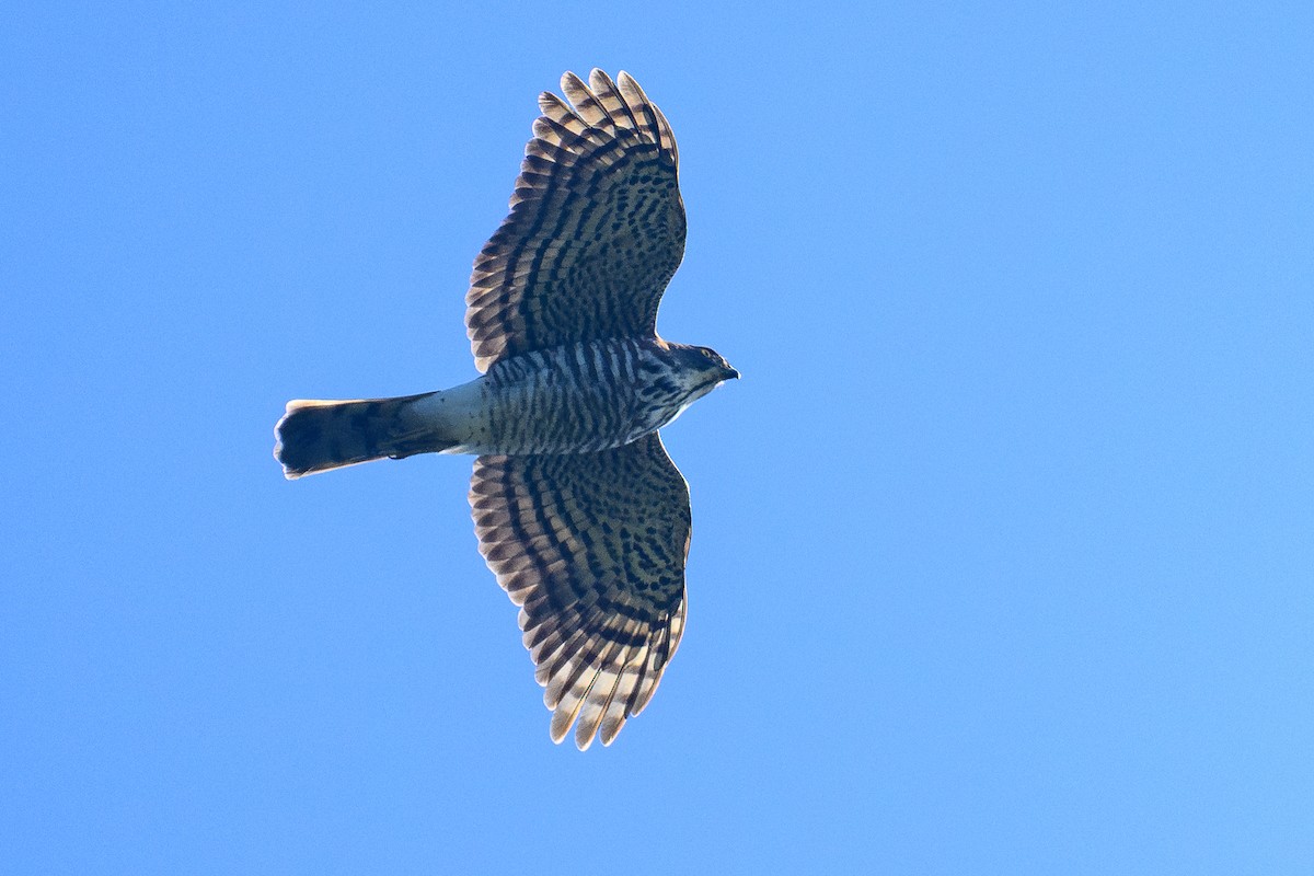 Besrasperber - ML646734485