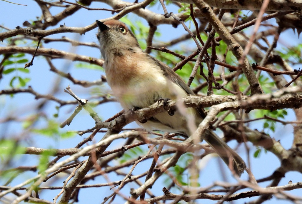 キバラニュートンヒタキ - ML646734496