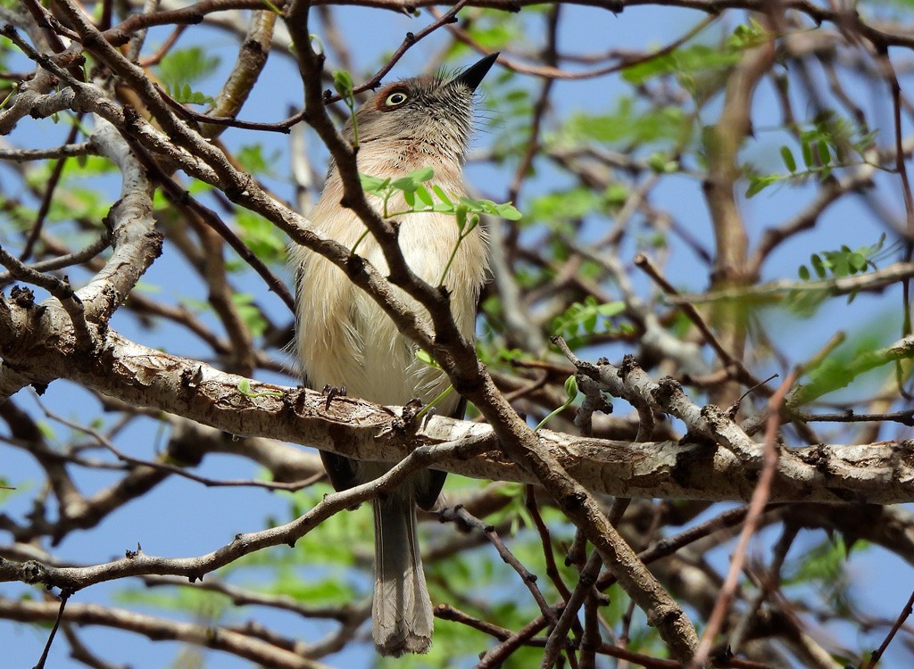 キバラニュートンヒタキ - ML646734497