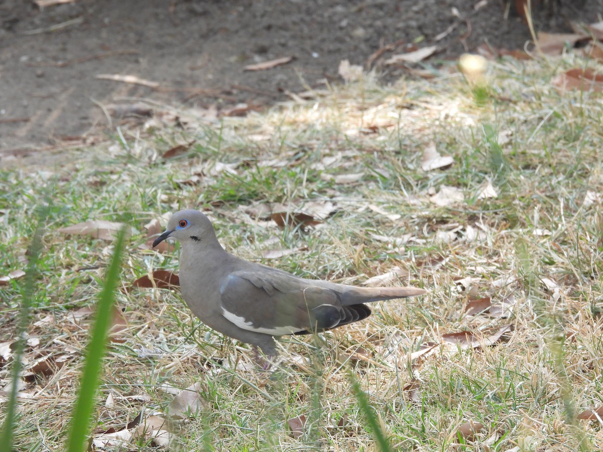 White-winged Dove - ML646734498