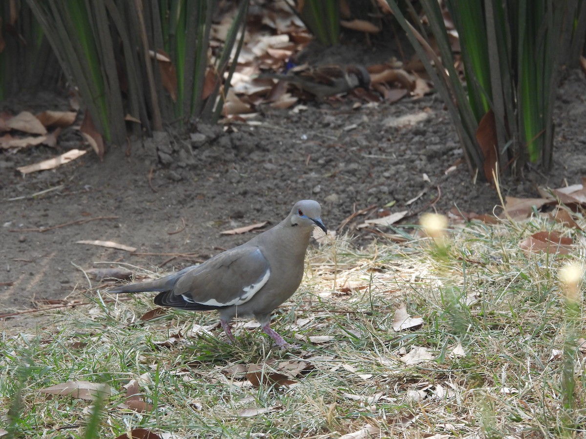 White-winged Dove - ML646734499