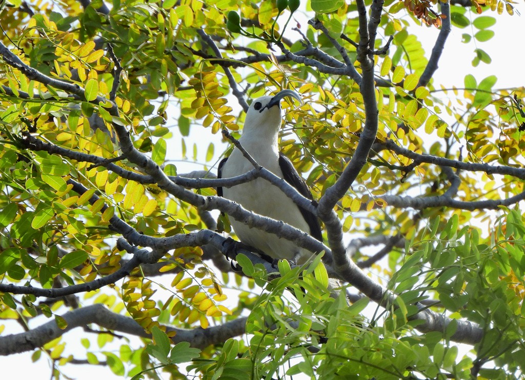 ハシナガオオハシモズ - ML646734501