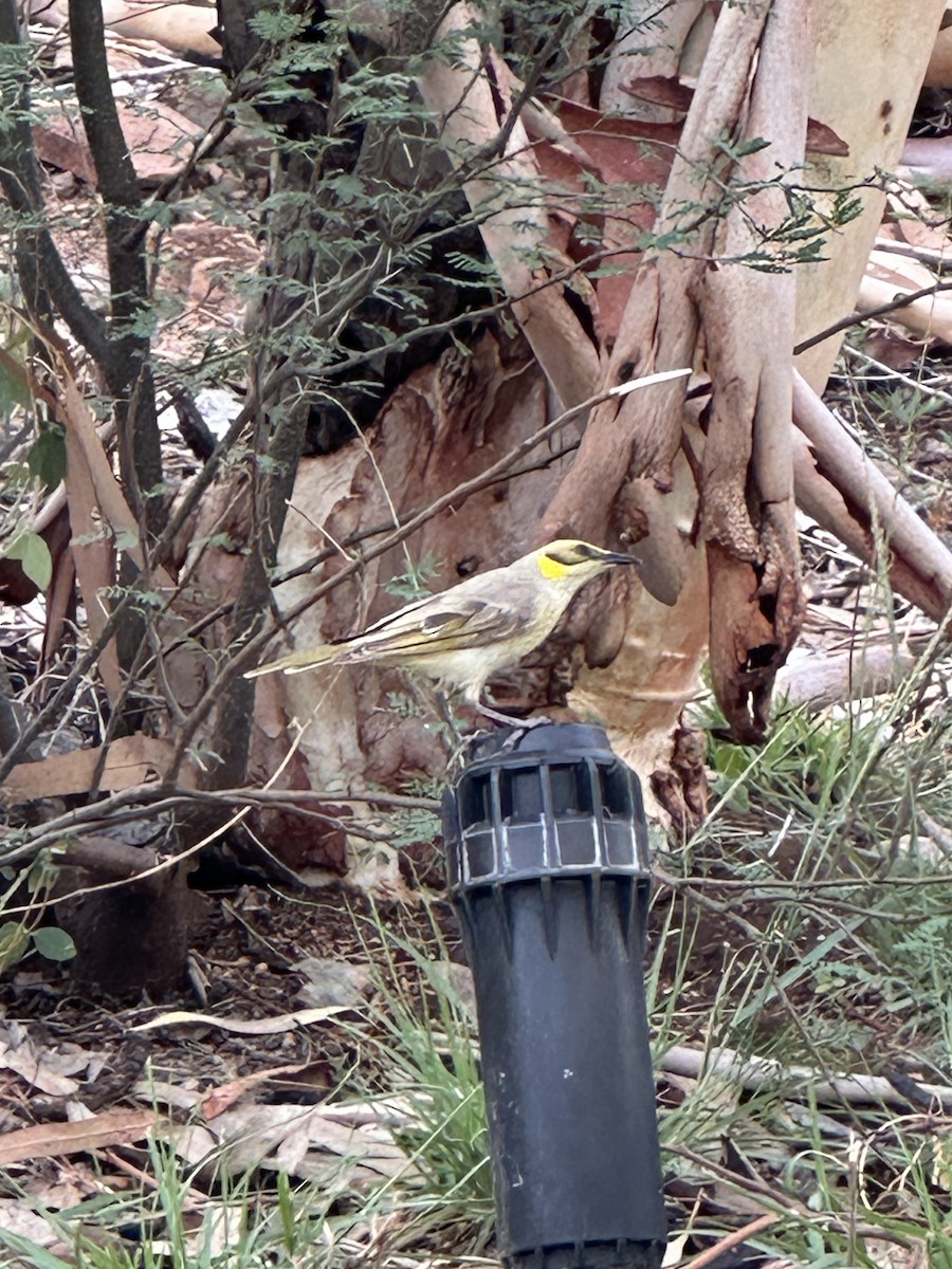 Gray-fronted Honeyeater - ML646734502