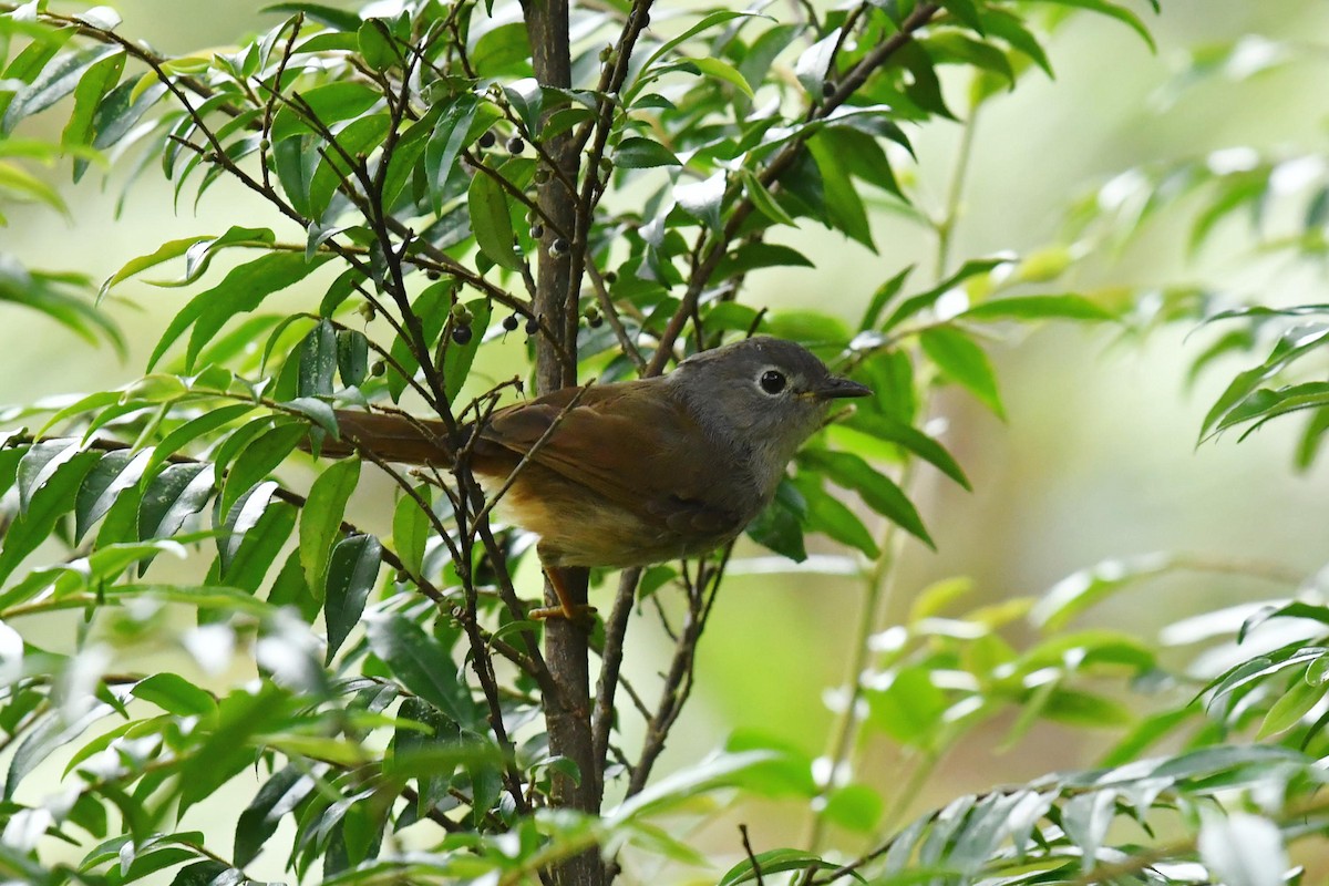 David's Fulvetta - ML646734503