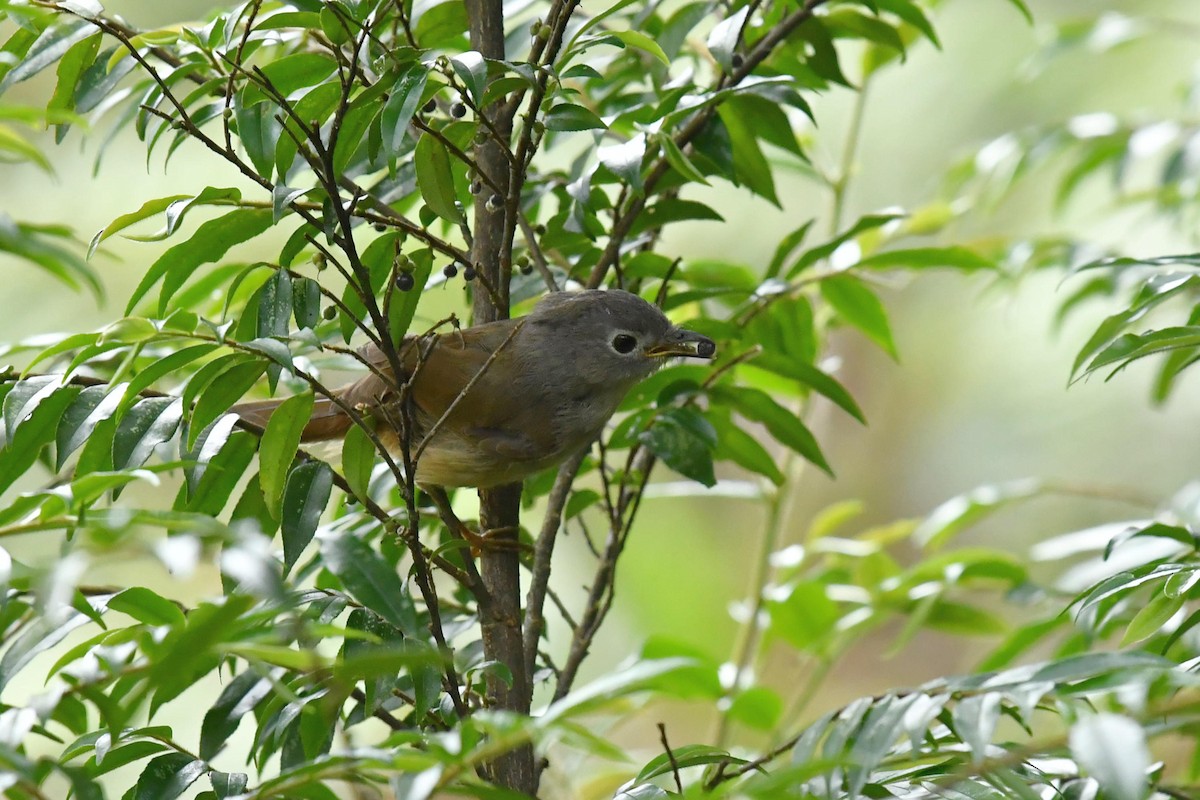 David's Fulvetta - ML646734504