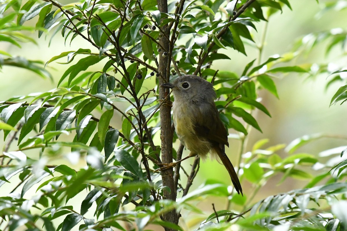 David's Fulvetta - ML646734505