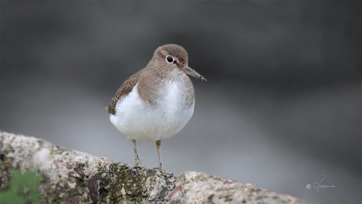 イソシギ - ML646734507