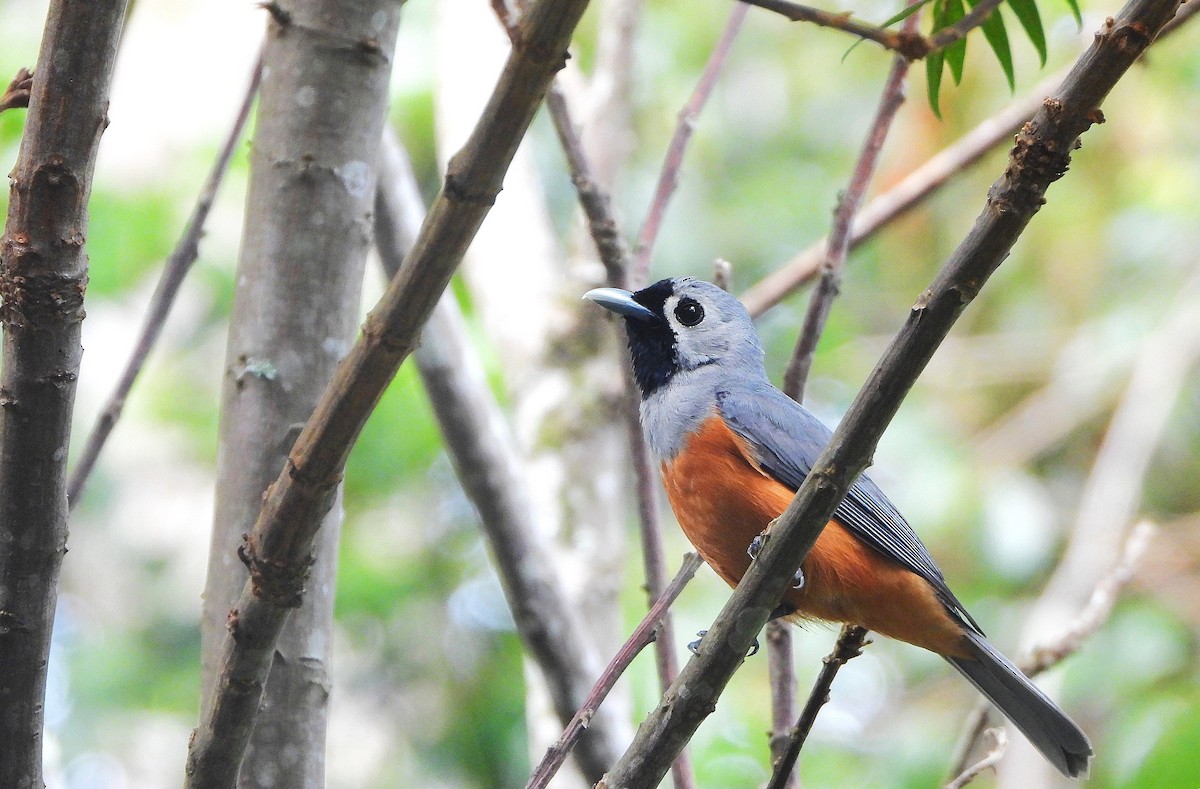 Black-faced Monarch - ML646734510