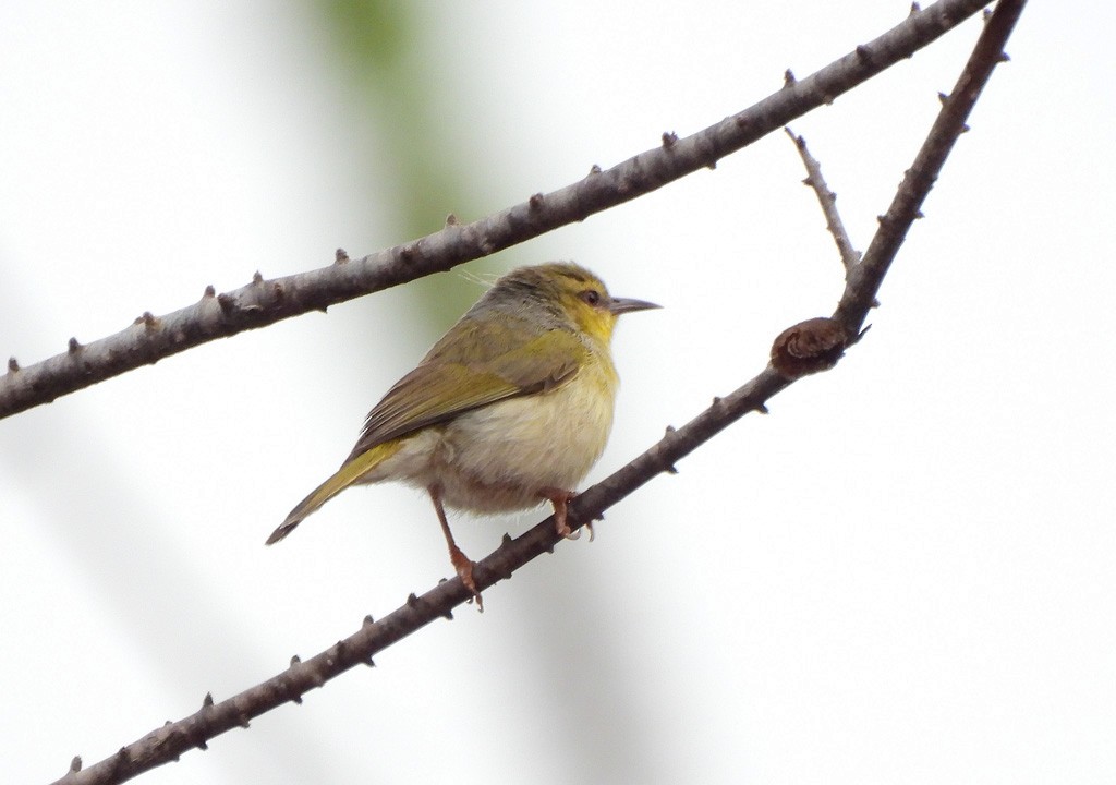 クロスジニセムシクイチメドリ - ML646734514