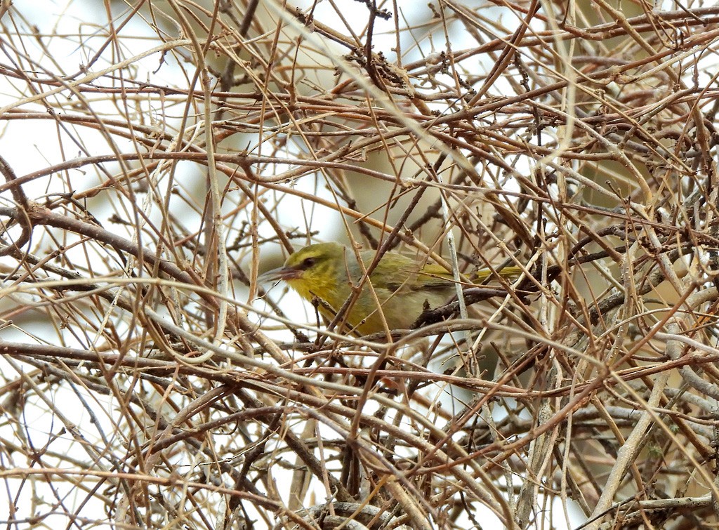 クロスジニセムシクイチメドリ - ML646734515