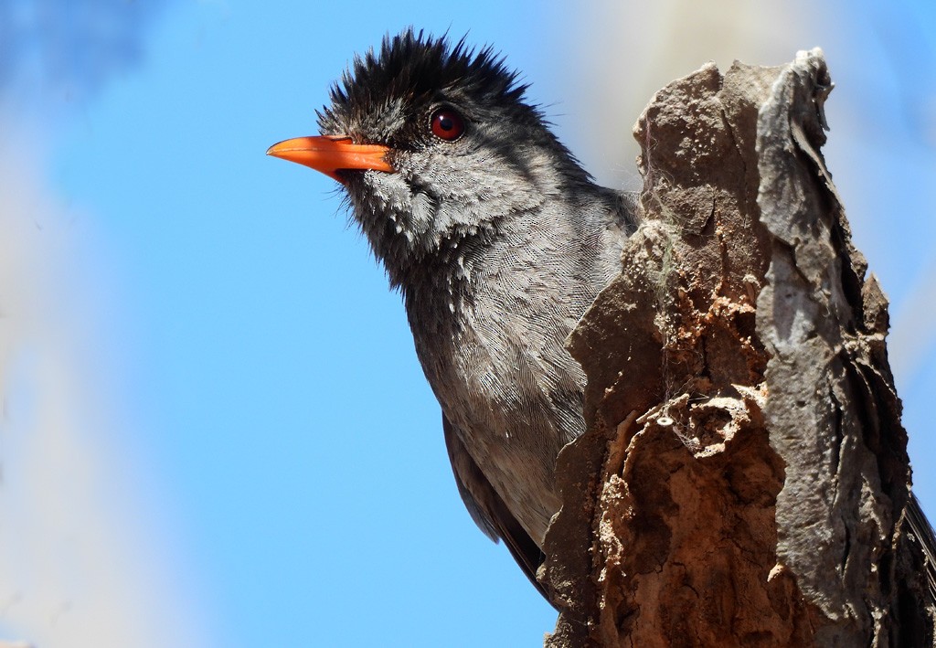 クロヒヨドリ - ML646734516