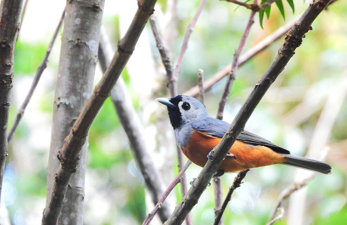 Black-faced Monarch - ML646734517