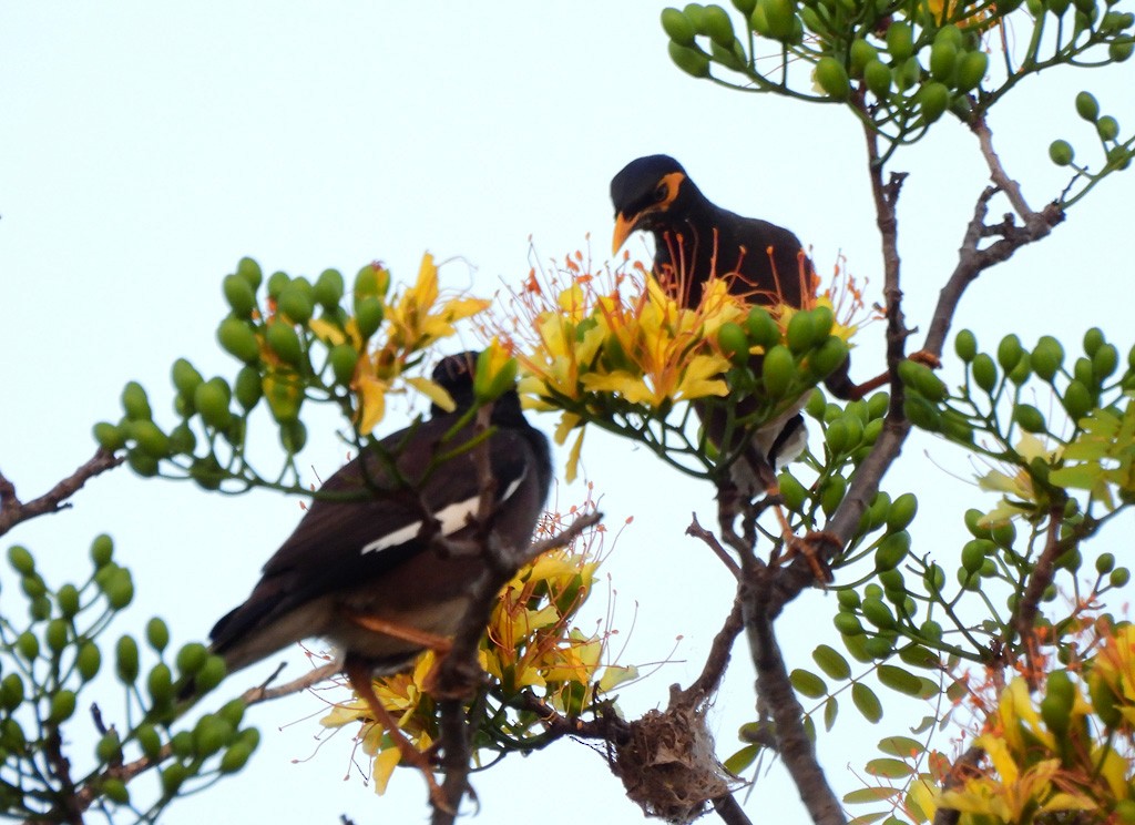 インドハッカ - ML646734518