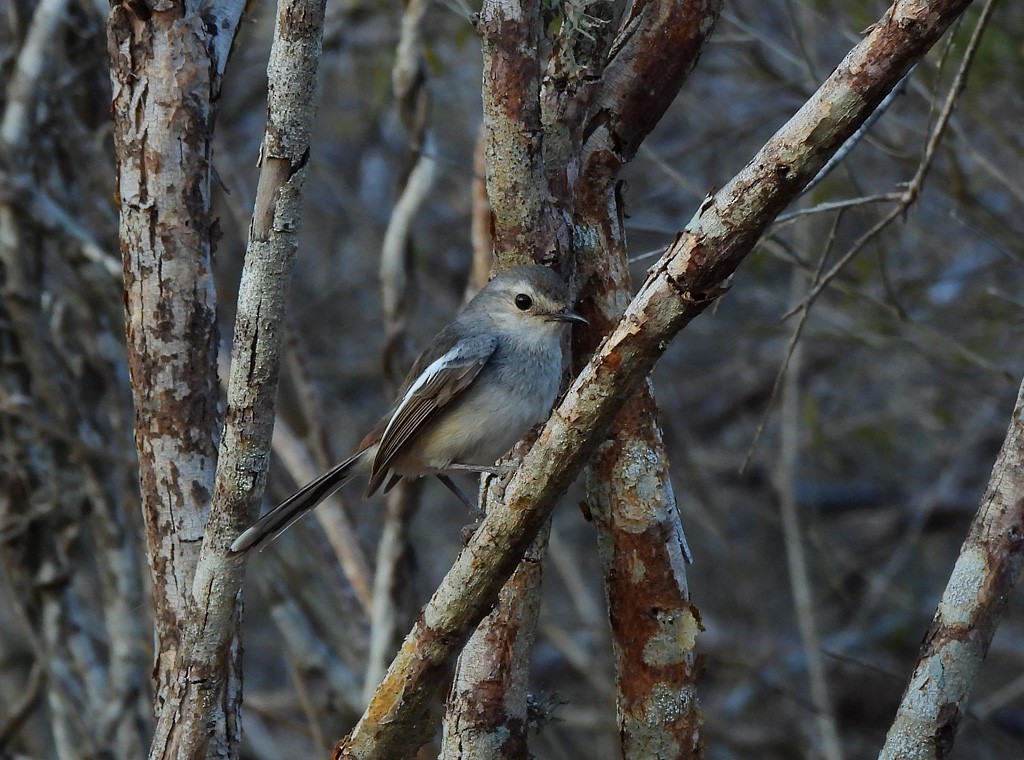 Madagascar Magpie-Robin - ML646734522