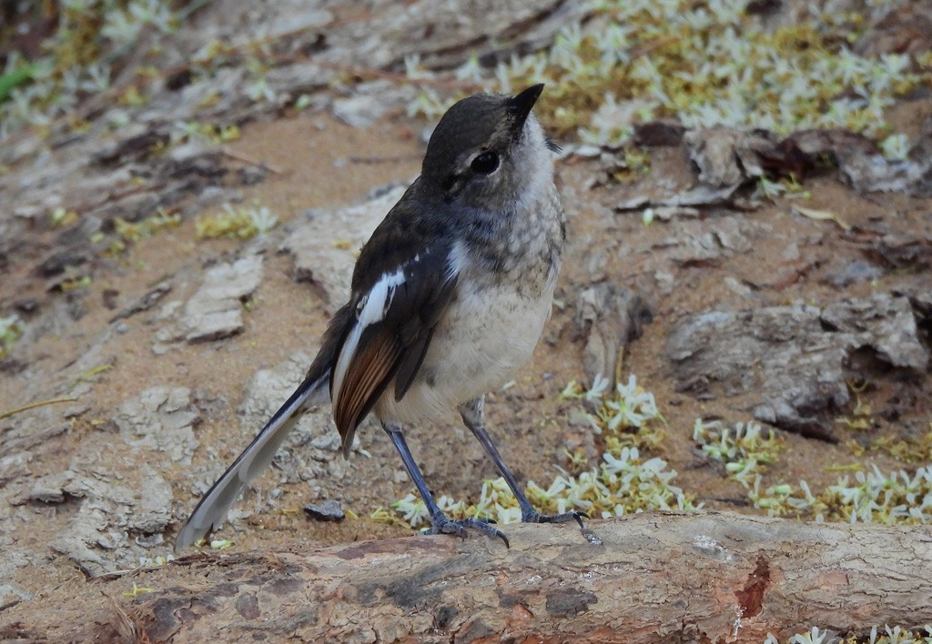 マダガスカルシキチョウ - ML646734523