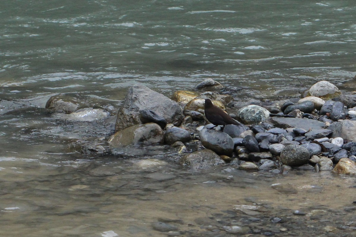 Brown Dipper - ML646734524