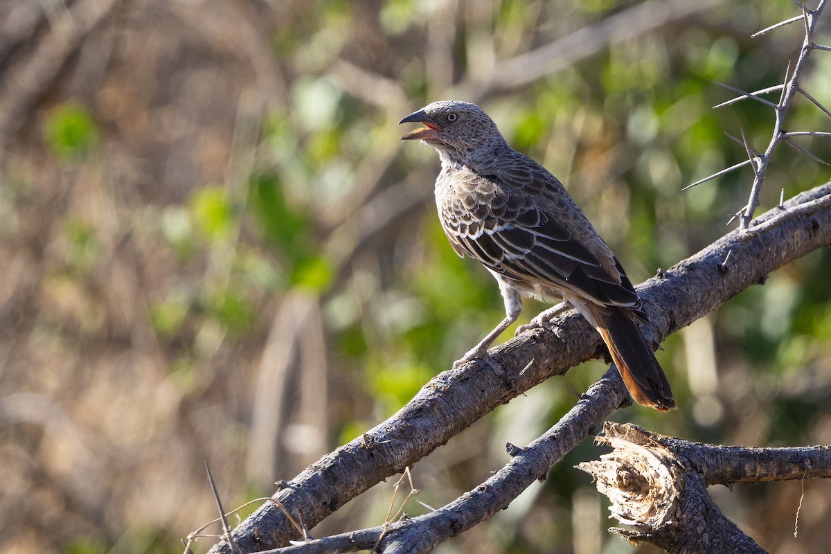 Rufous-tailed Weaver - ML646734525