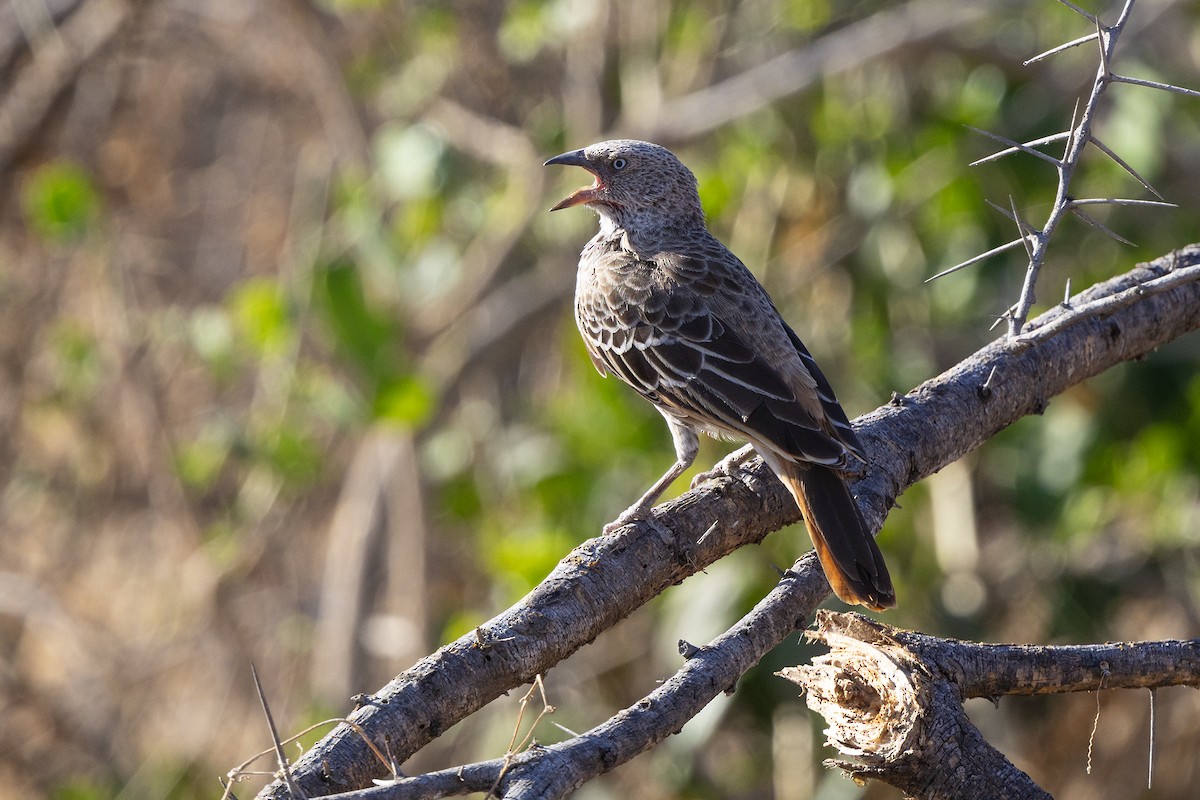 Rufous-tailed Weaver - ML646734526