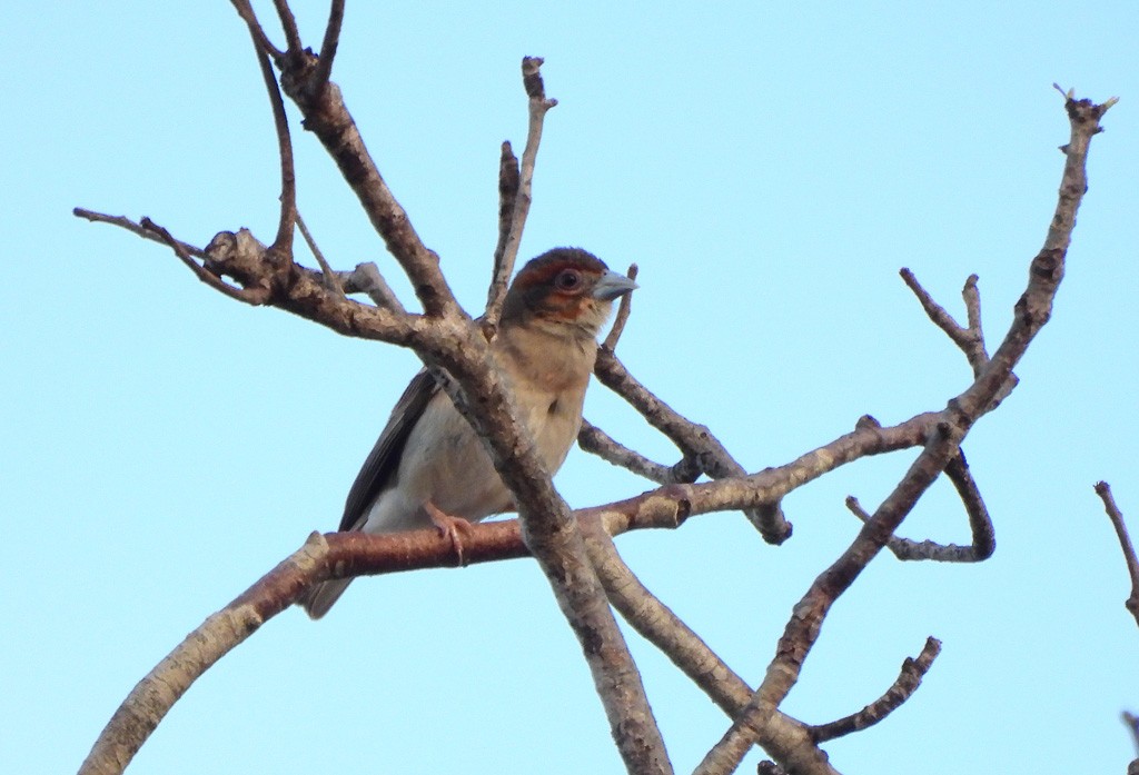 Sakalava Weaver - ML646734527