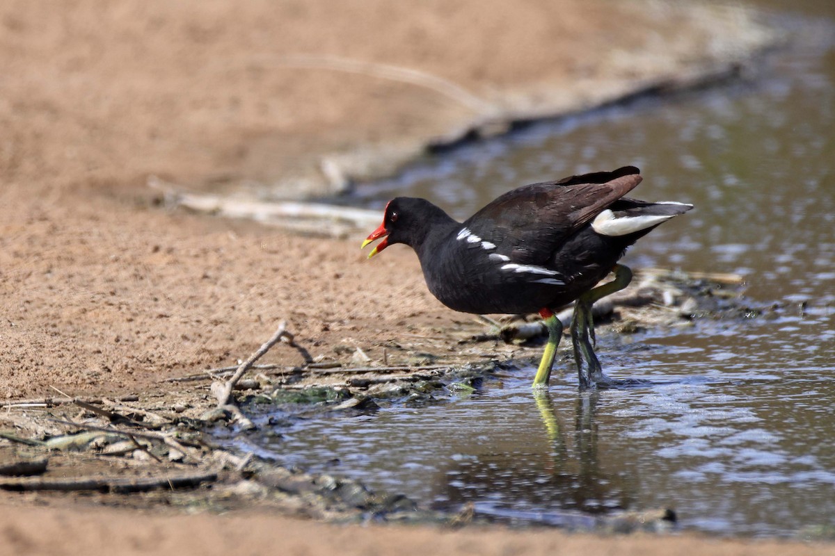 Eurasian Moorhen - ML646734528