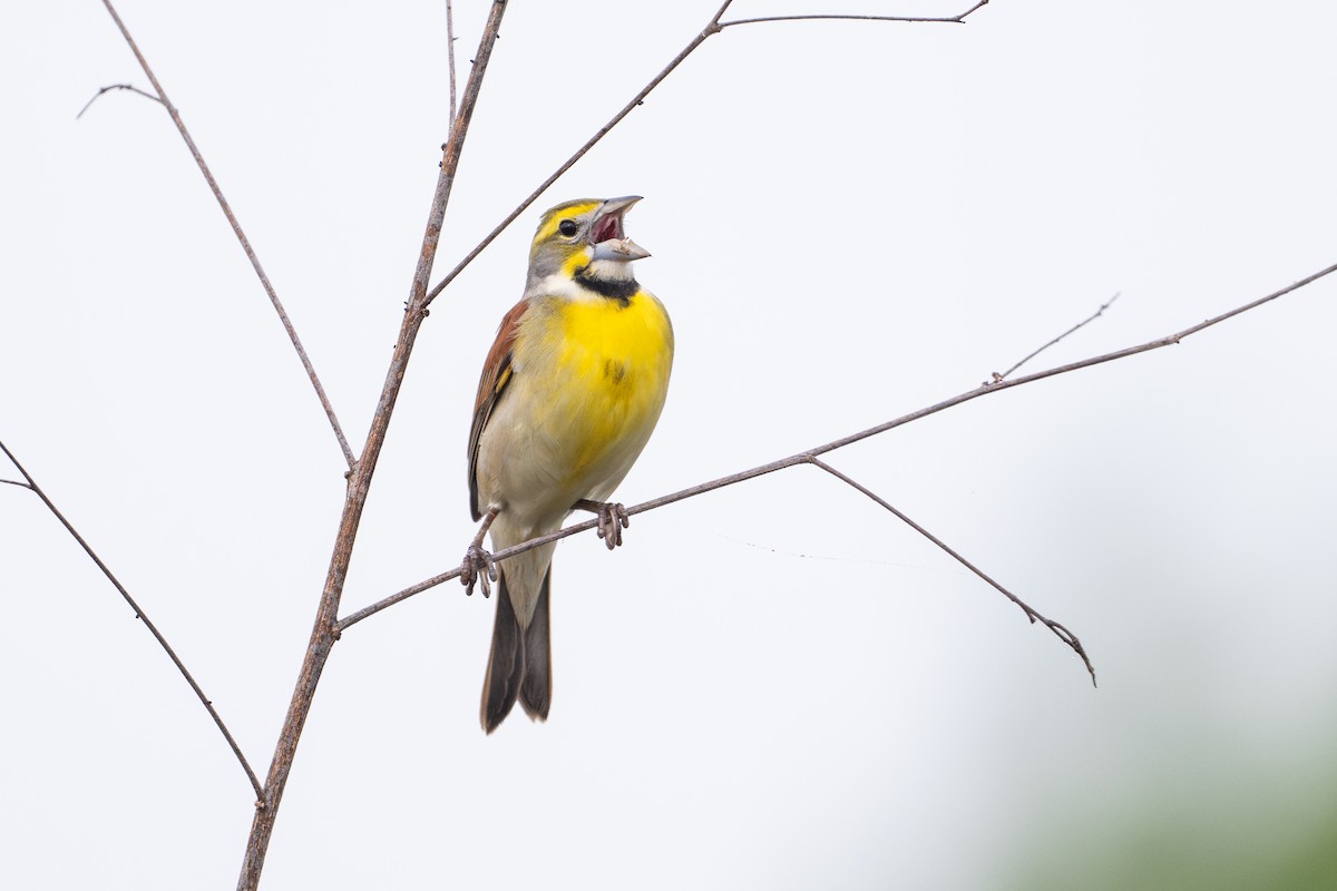 Dickcissel - ML646734529